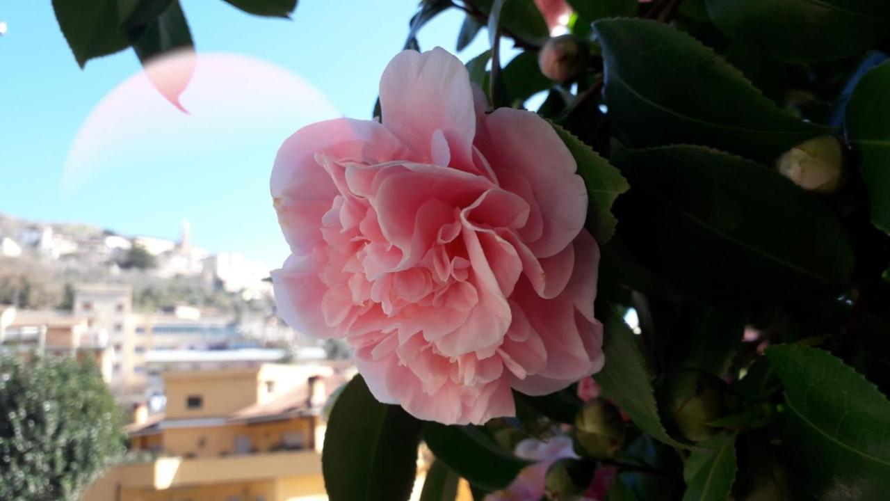 פלסטרינה B&B Il Giardino Delle Camelie מראה חיצוני תמונה